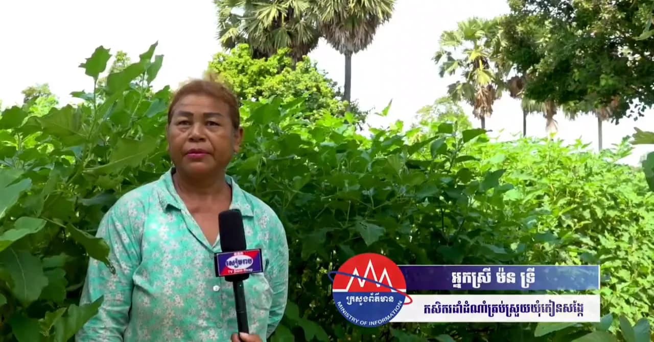 ដំណាំត្រប់ស្រួយ បាននិងកំពុងផ្ដល់ចំណូលដល់ប្រជាពលរដ្ឋ ក្នុងស្រុកសូទ្រនិគម ទោះបីតម្លៃមានការធ្លាក់ចុះបន្តិច