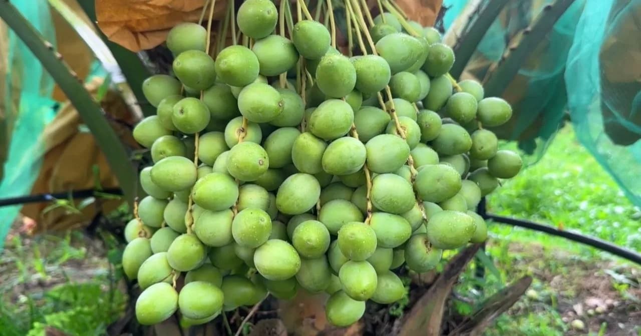 កសិករស្រុកទឹកឈូថាលម៉ើងាយស្រួលដាំនិងថែទាំផ្លែច្រើនរសជាតិឆ្ងាញ់១ដើមអាចលក់បាន១ពាន់ដុល្លា
