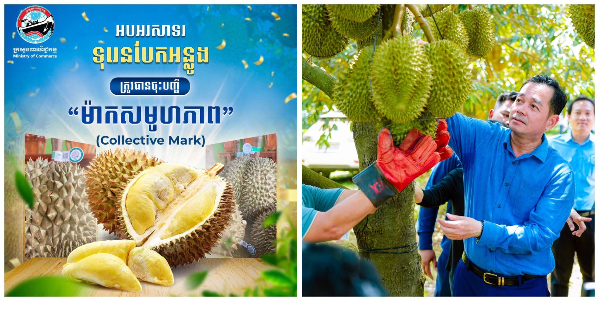 ក្រសួងពាណិជ្ជកម្ម ចុះបញ្ជីជាផ្លូវការផលិតផល “ទុរេនបែកអន្លូង” ជា ម៉ាកសមូហភាព (Collective Mark) លើកកម្ពស់អត្តសញ្ញាណផលិតផលខ្មែរ និងពង្រឹងការការពារកម្មសិទ្ធិបញ្ញា